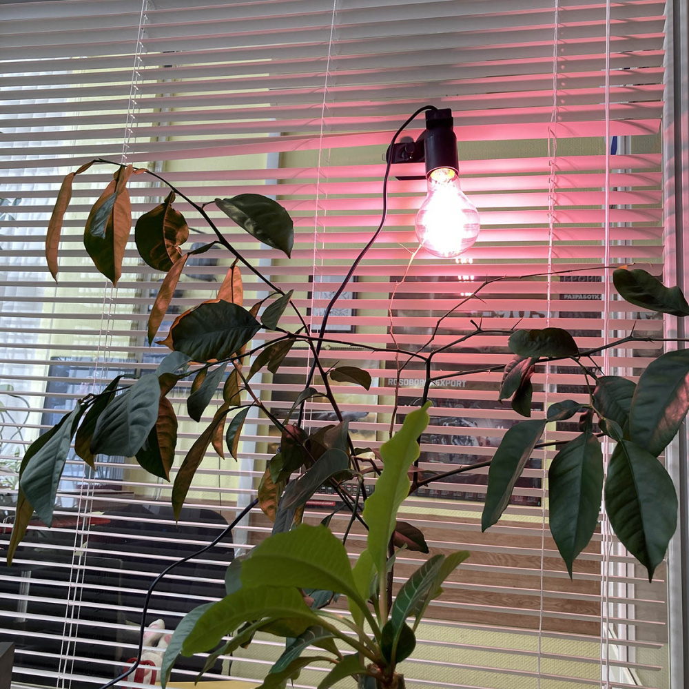 картинка Светодиодный фитосветильник LED fito Espada E-CAP27F на присоске с выключателем, 10W для выращивания рассады и досветки растений 